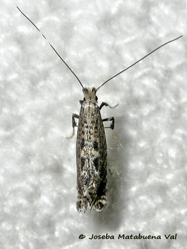 Parornix betulae - Gracillaridae